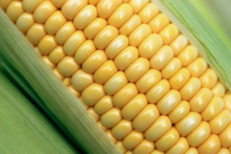粘玉米图片 第7张