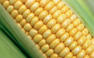 粘玉米图片 第7张