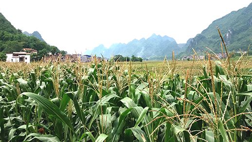 糯玉米地图片 第1张