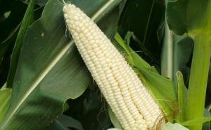 糯玉米地图片 第2张