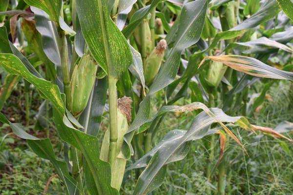 糯玉米地图片 第3张