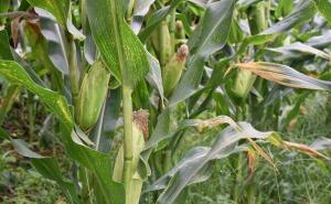 糯玉米地图片 第3张