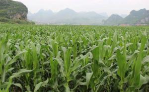 糯玉米地图片 第4张