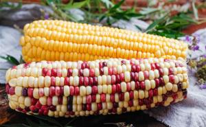 紫玉米图片 第2张