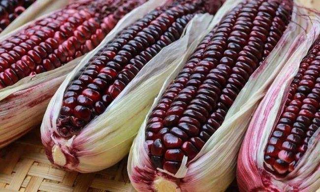 紫玉米图片 第4张