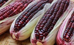 紫玉米图片 第4张