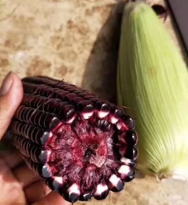 紫玉米图片 第3张