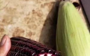 紫玉米图片 第3张