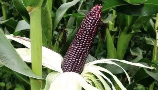 紫玉米图片 第5张