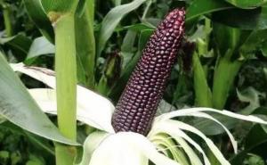 紫玉米图片 第5张