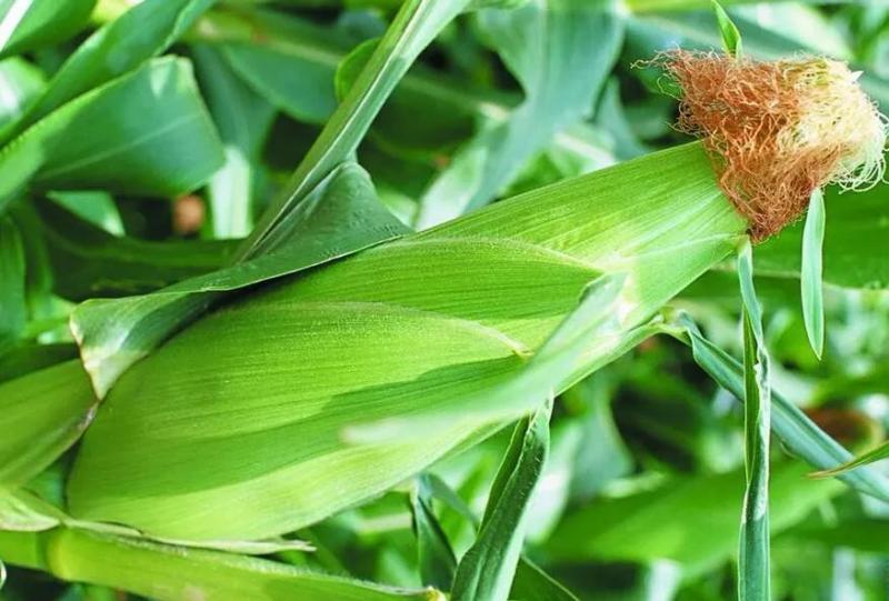 粟米长什么样子图片 第2张