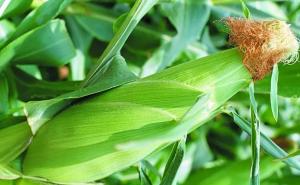 粟米长什么样子图片 第2张