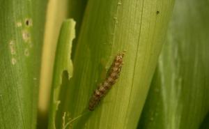 玉米螟虫图片 第3张