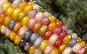 五彩包谷图片 第2张