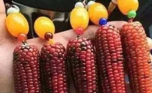 五彩包谷图片 第3张