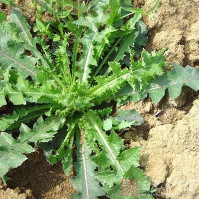 苦苣图片 第1张