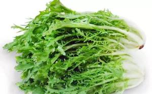 苦苣图片 第2张