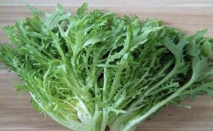 苦菜图片 第4张