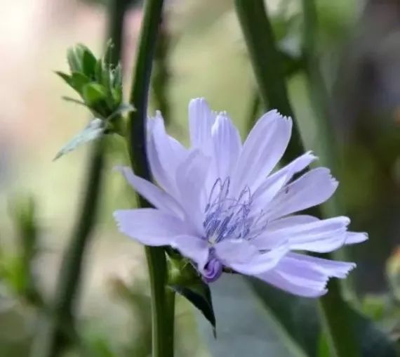 皱叶苦苣图片 第1张