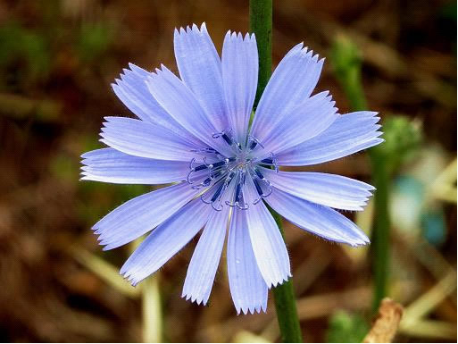 皱叶苦苣图片 第2张