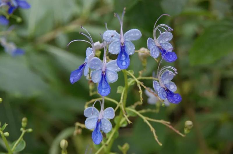 皱叶苦苣图片 第3张