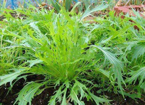 菊苣菜图片 第1张