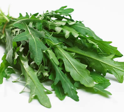 菊苣菜图片 第2张