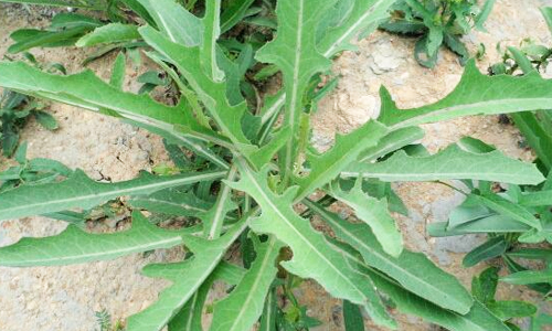 苦苦菜图片 第1张