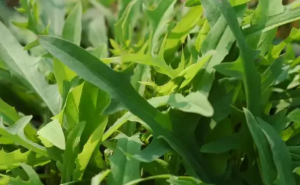 苦苦菜图片 第2张