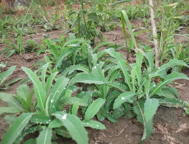 苦苦菜图片 第6张