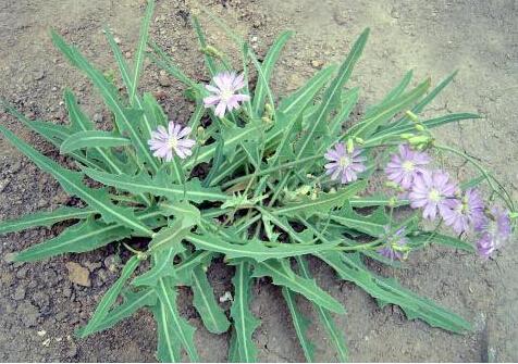 苦苦菜图片 第5张