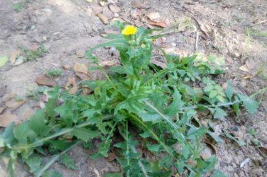 苦苦菜图片 第4张