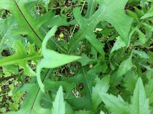 野苦菜图片 第1张