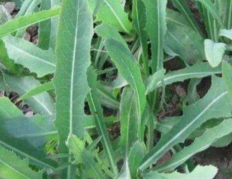 野苦菜图片 第2张