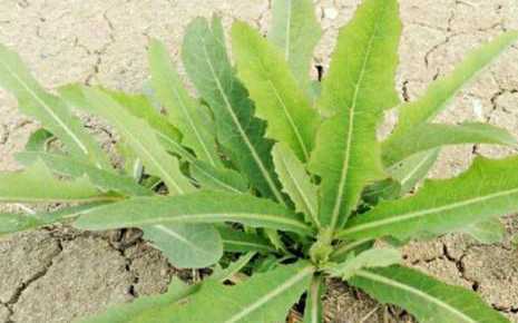 野苦菜图片 第6张