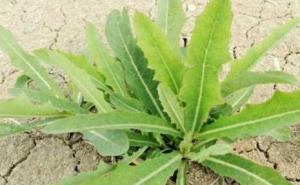 野苦菜图片 第6张