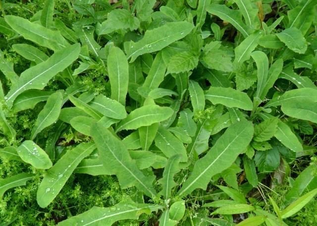 野苦菜图片 第4张