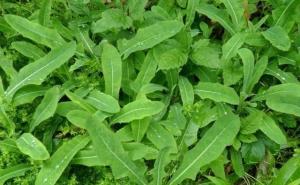 野苦菜图片 第4张