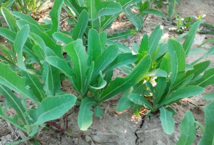 野苦菜图片 第5张