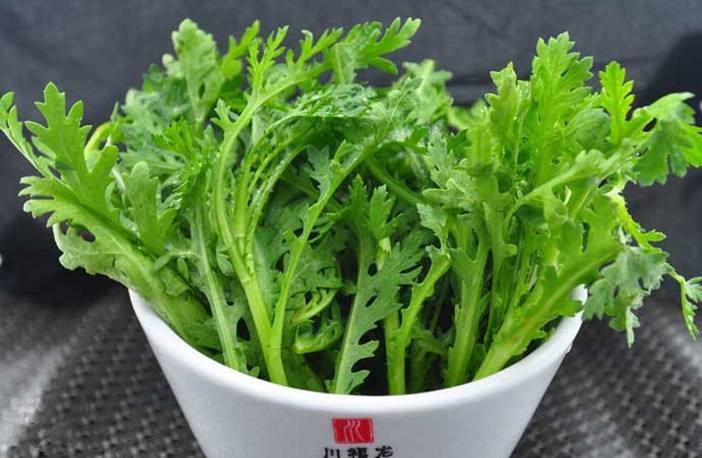 菊苣菜全株图片 第1张