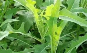苦苣菜图片 第3张