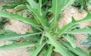 苦苣菜图片 第2张