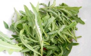 苦苣菜图片 第4张