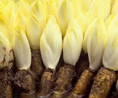 苦菊苣根图片 第1张