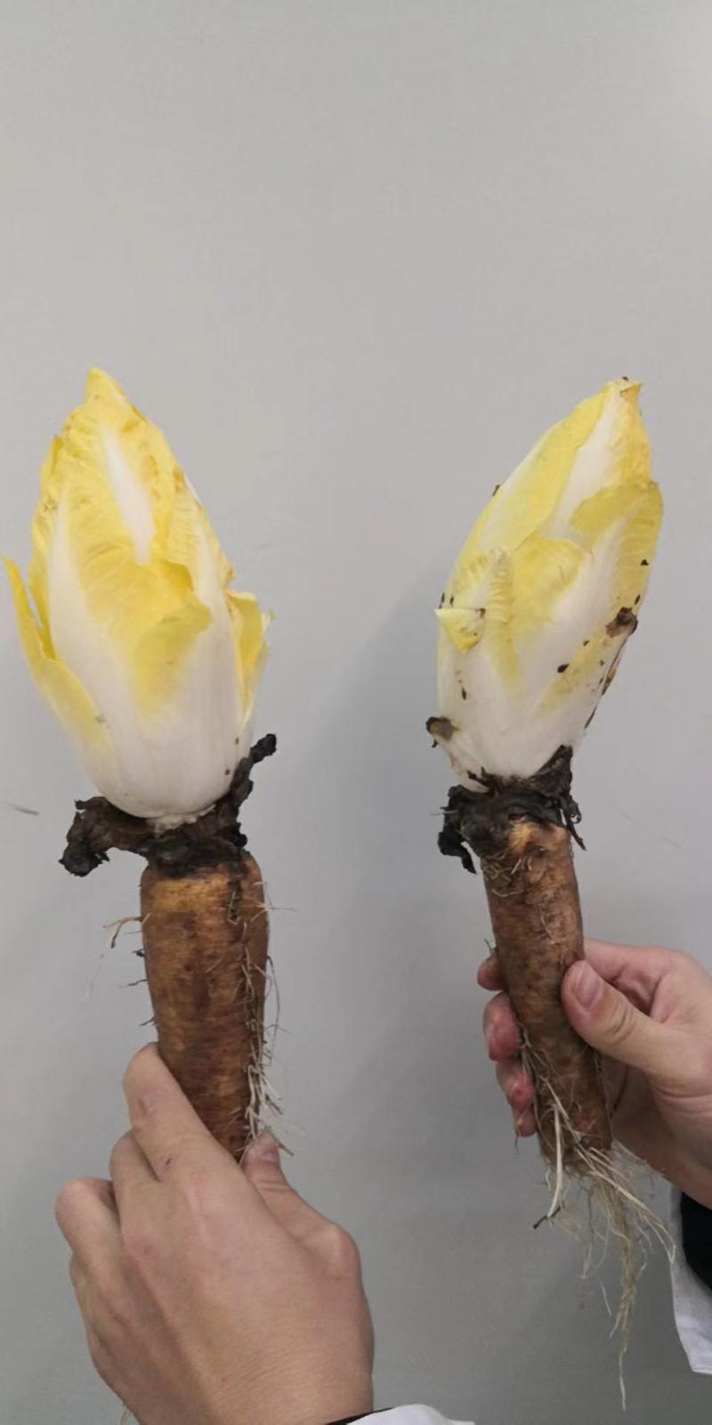 苦菊苣根图片 第5张