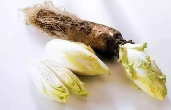 苦菊苣根图片 第3张