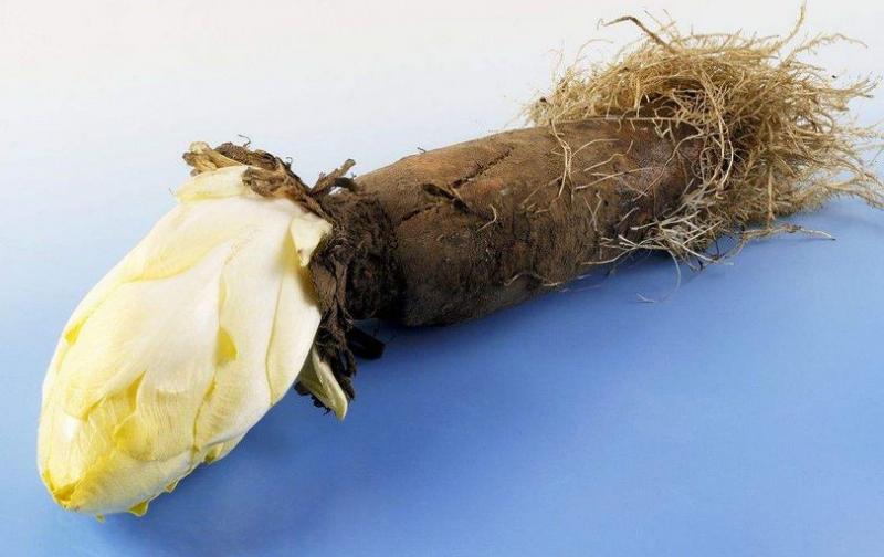 苦菊苣根图片 第4张