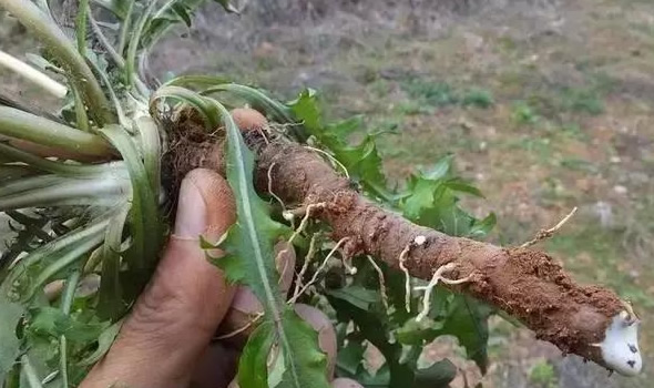 苦菊苣根图片 第2张