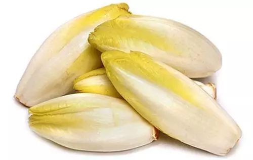 苦菊苣图片 第3张