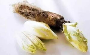 苦菊苣图片 第6张